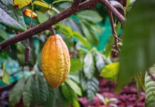 Economie : La Côte d’Ivoire augmente le prix du cacao Image champ de cacao