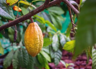 Economie : La Côte d’Ivoire augmente le prix du cacao Image champ de cacao