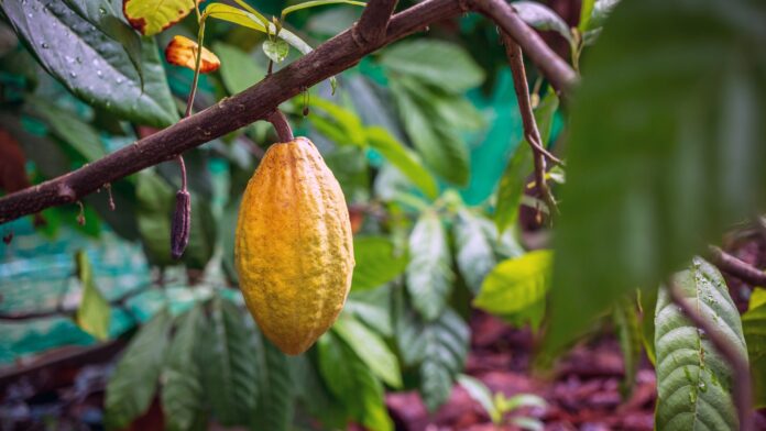 Image champ de cacao