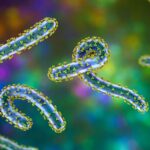 Rwanda : Le virus de Marburg fait au moins 12 morts, tandis qu’un vaccin est en phase d’essai pour contenir l’épidémie. Illustration informatique du virus de Marburg. Kateryna Kon/Science Source