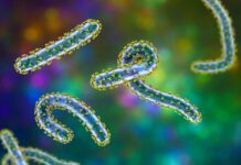 Rwanda : Le virus de Marburg fait au moins 12 morts, tandis qu’un vaccin est en phase d’essai pour contenir l’épidémie. Illustration informatique du virus de Marburg. Kateryna Kon/Science Source