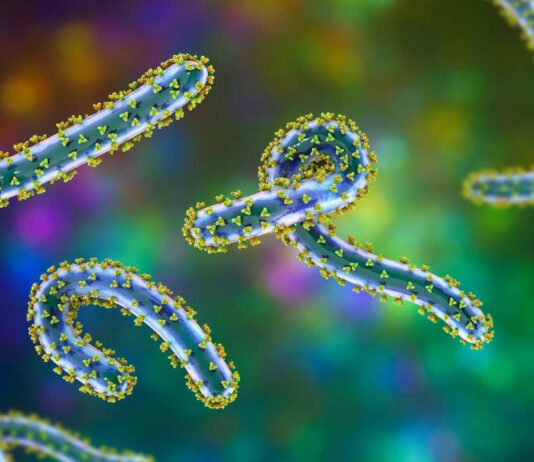 Rwanda : Le virus de Marburg fait au moins 12 morts, tandis qu’un vaccin est en phase d’essai pour contenir l’épidémie. Illustration informatique du virus de Marburg. Kateryna Kon/Science Source